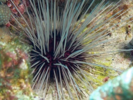 Long-Spined Urchin IMG 9369